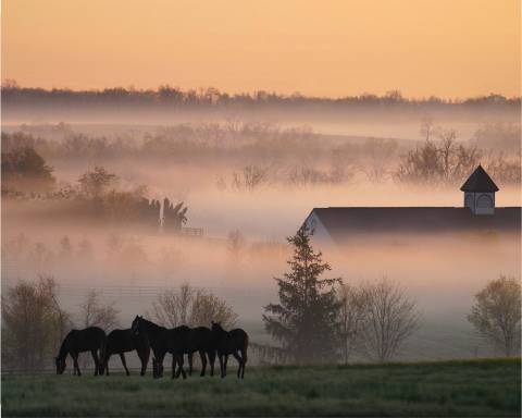 Early Morning Scene in the Bluegrass