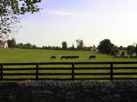 Roadside Attraction in the Horse Capital of the World
