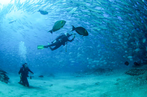 Diving - Cabo Pulmo