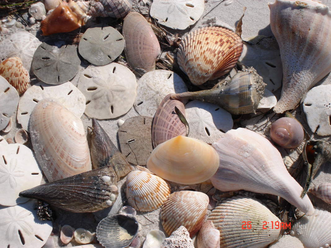 Shell Key Shuttle in St. Pete Beach | VISIT FLORIDA