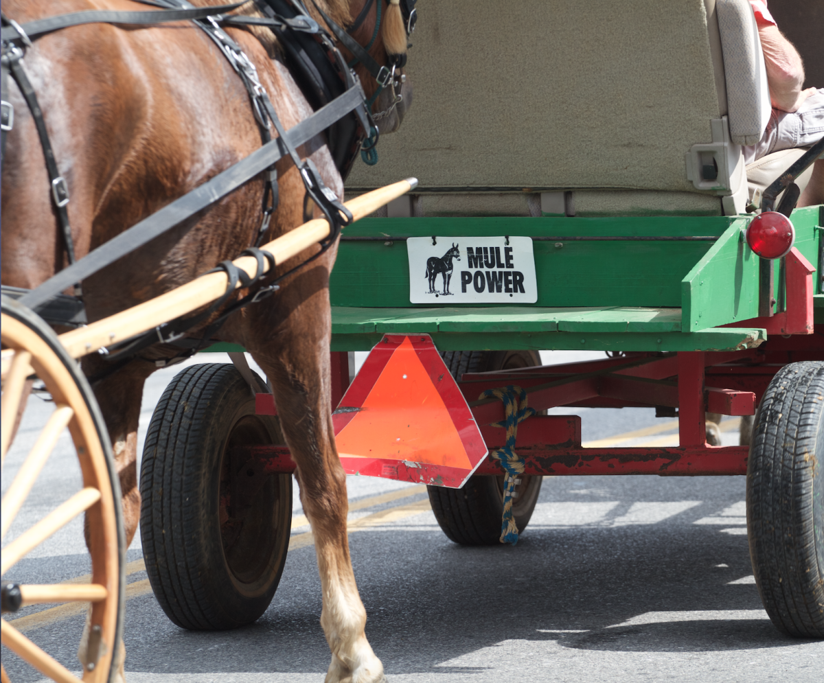 Mules, Music and More! Winfield’s Mule Day Set for Sept. 2729