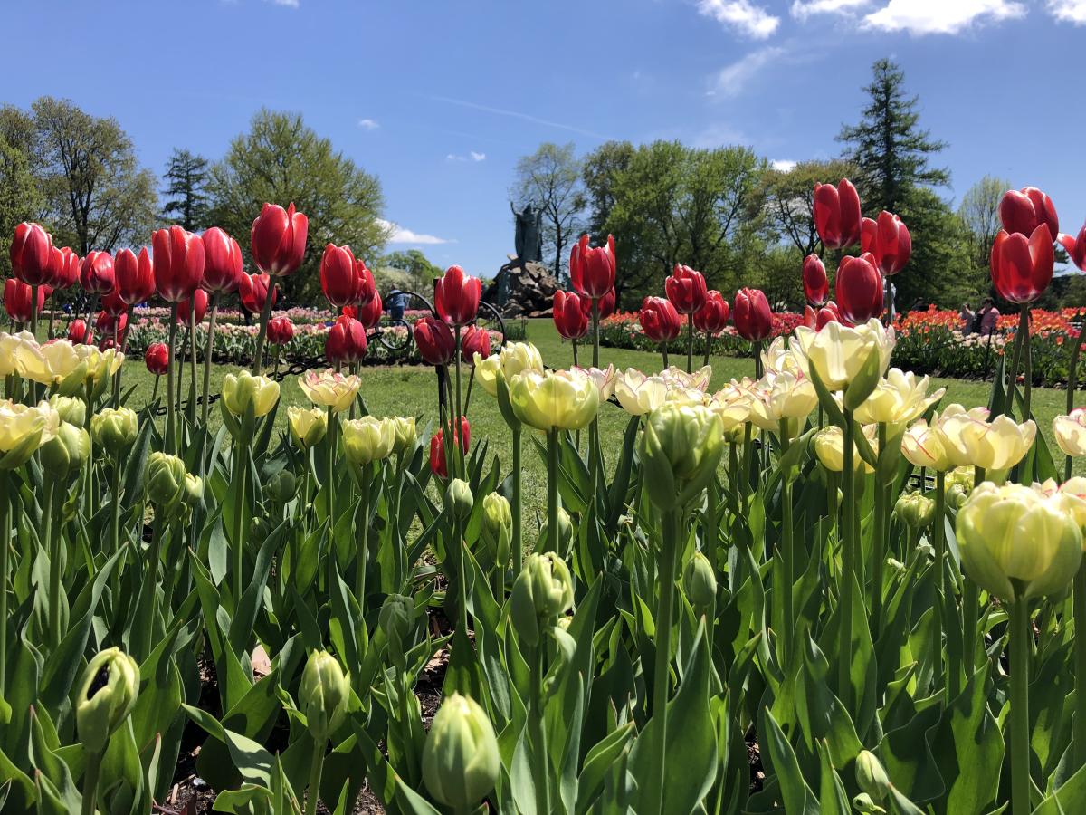 Tulip Festival 2022 Albany