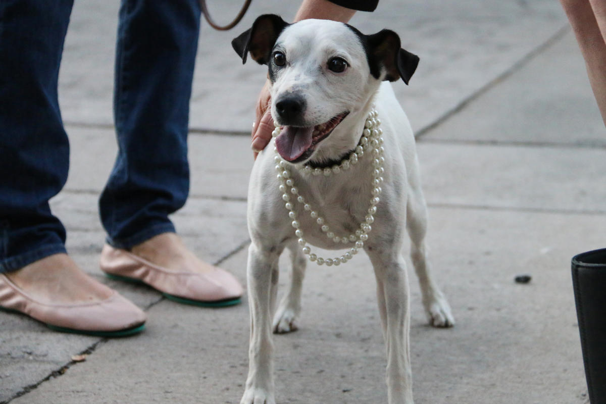 9 Pet-Friendly Hotels in Albany County, New York