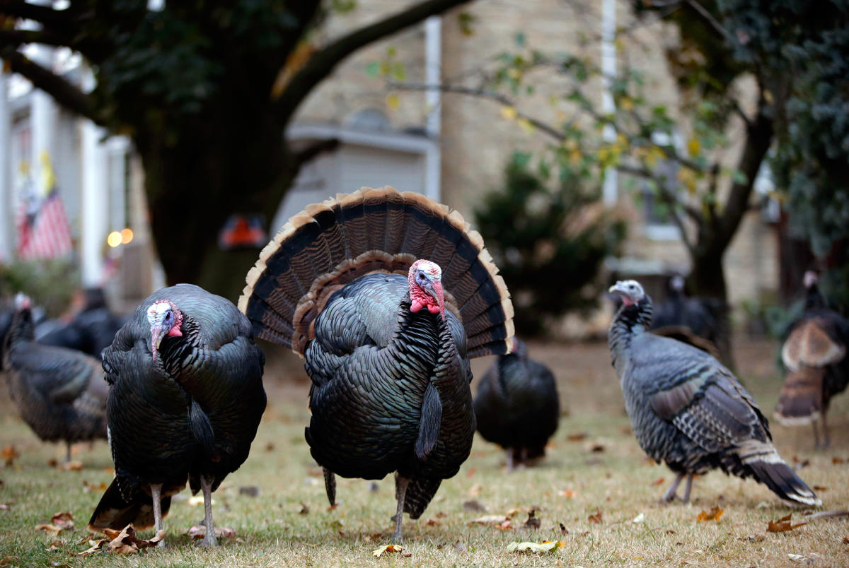 Best thanksgiving dinner in upstate new york