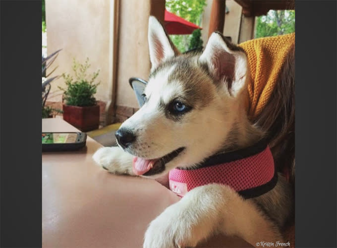 Top PetFriendly Restaurants in Albuquerque