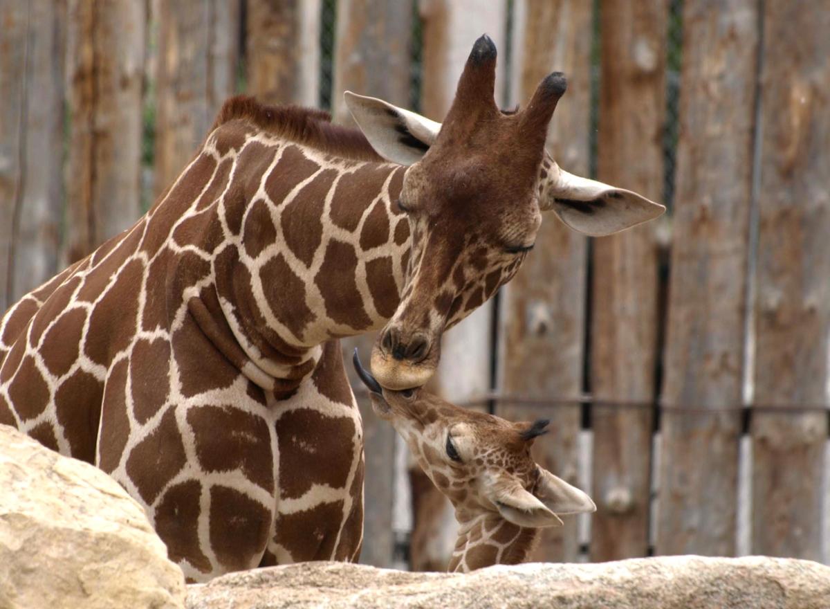 Albuquerque Zoo & Nature Centers Visit Albuquerque