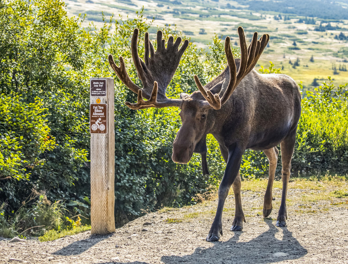 Moose in malay