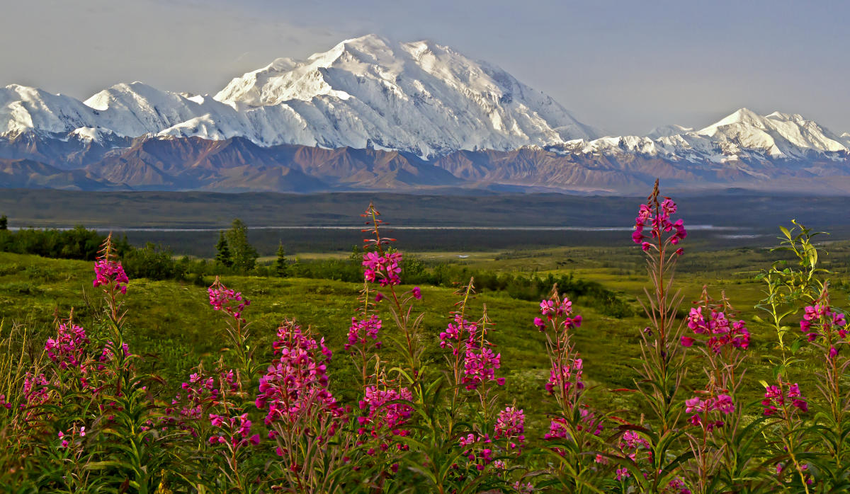 Denali National Park Guide: The Best Tours, Lodging, and Things to