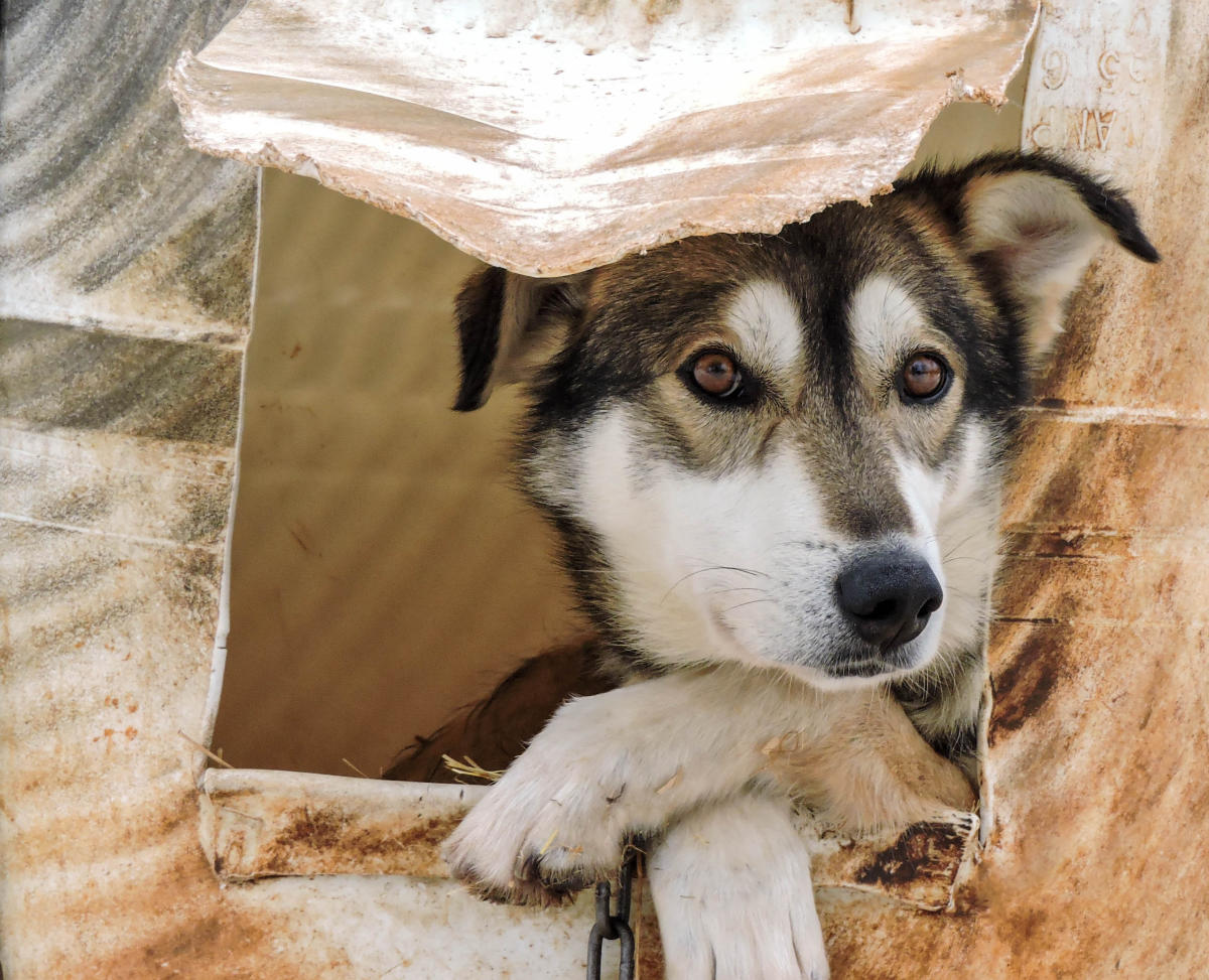 PetFriendly Hotels in Anchorage Visit Anchorage