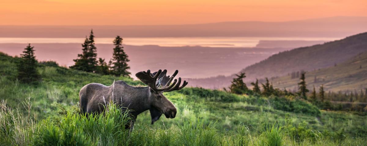 Moose in Anchorage | Visit Anchorage