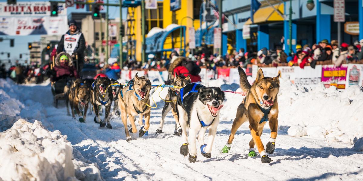 Iditarod 2022 Schedule Iditarod Sled Dog Race | Visit Anchorage