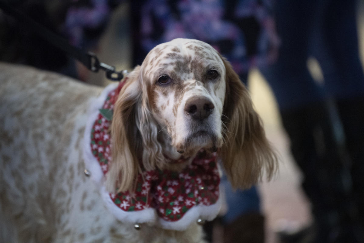 Top 5 Reasons Dogs Love Annapolis!