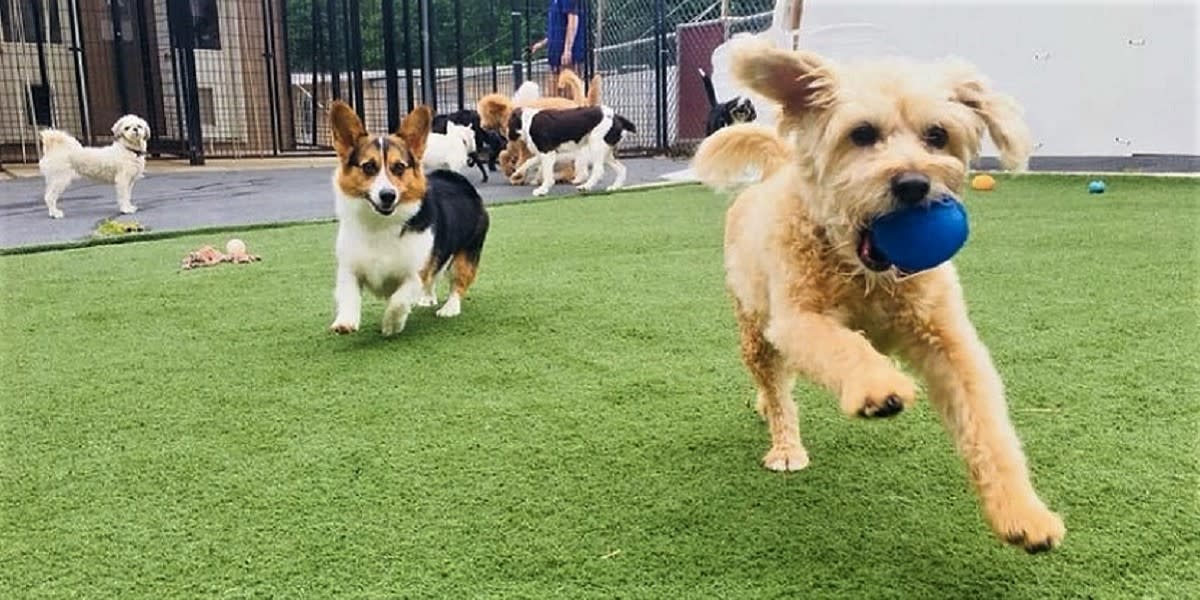 Staycation Options for Your Furry Family Members