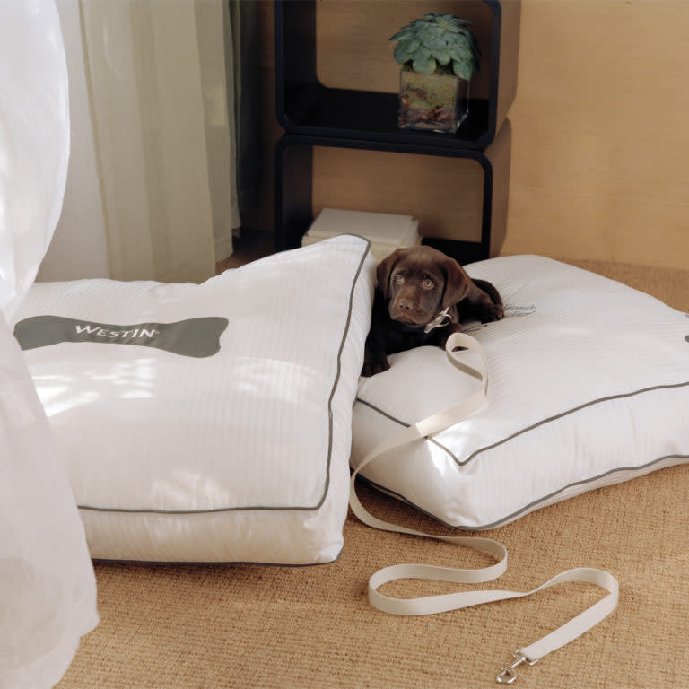 Is Annapolis a Dog Friendly Destination?