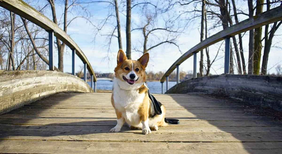 PetFriendly Ypsilanti A Dog’s Guide to TailWagging Fun