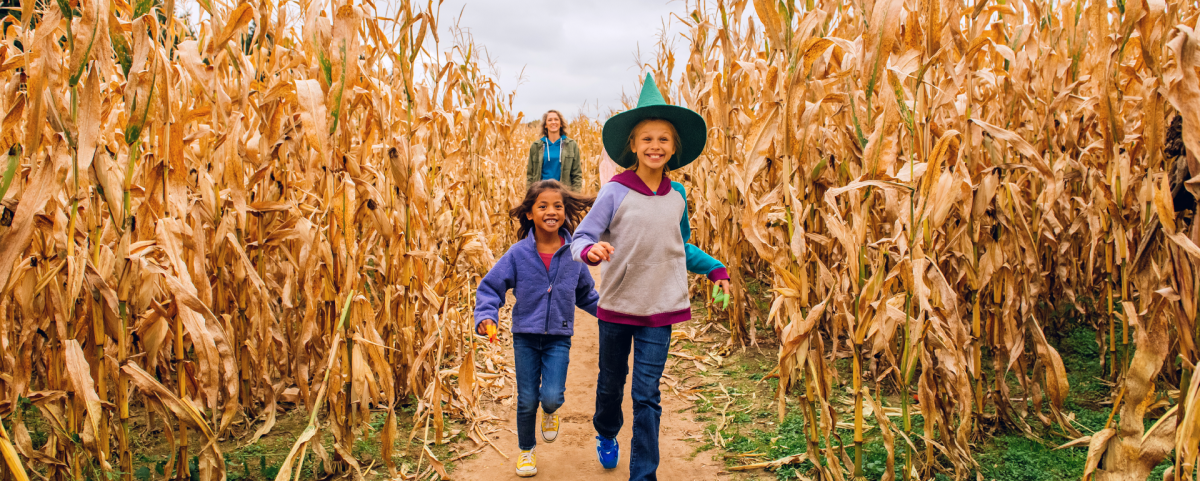 halloween_corn_maze_d6d1b9fa-
