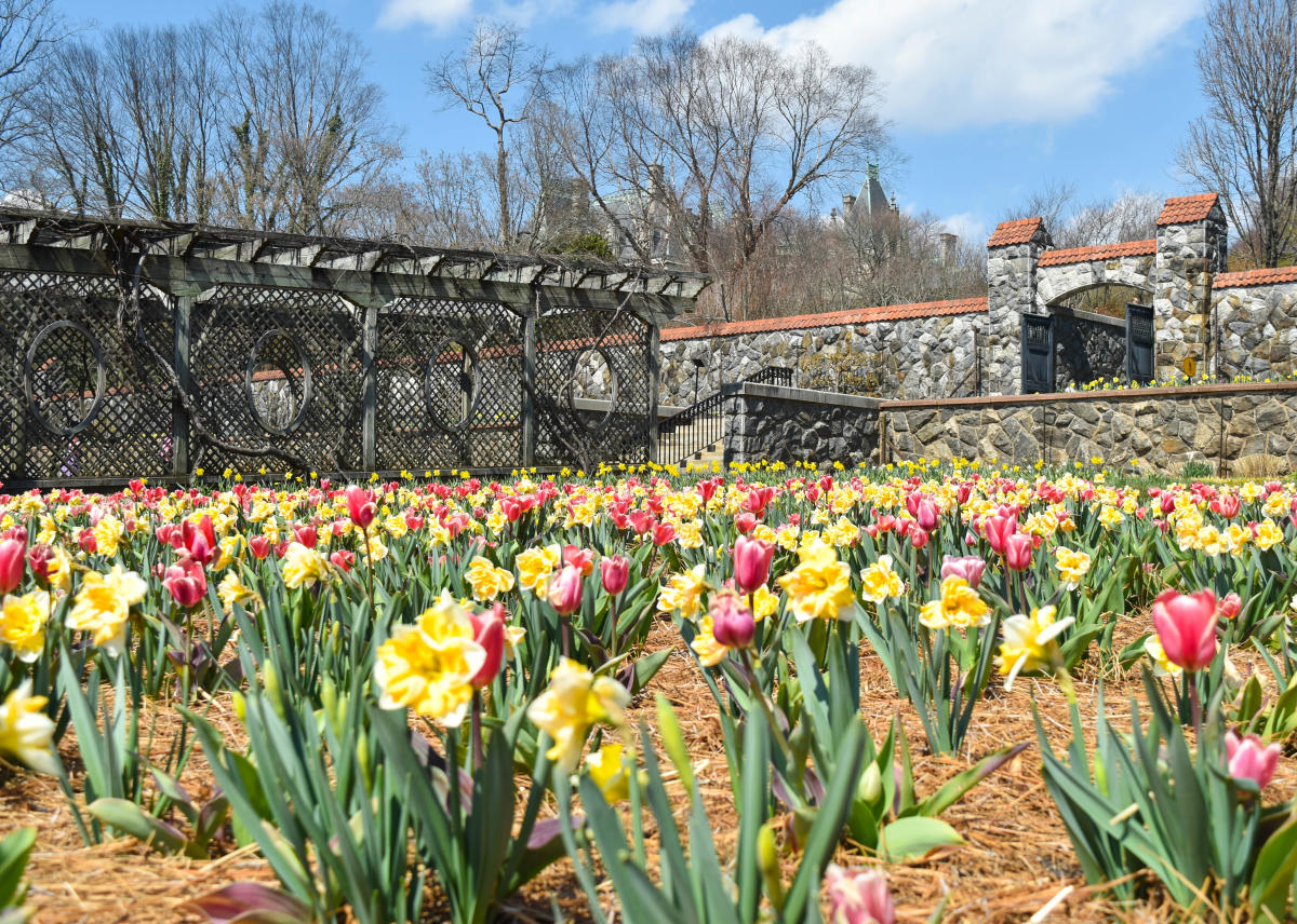 Biltmore Blooms, Asheville April 1May 21, 2020