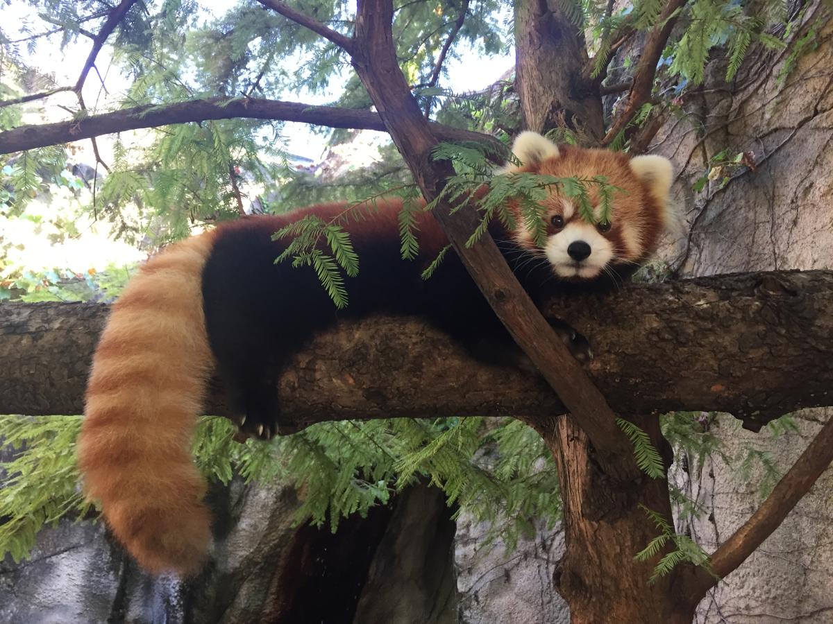 R panda. Шкура красной панды. Доисторическая Панда. Торонто храм красной панды. Красная Панда Центральный парк.
