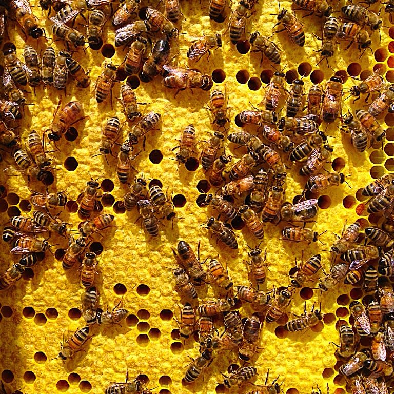 How Long do Bees Live?- Carolina Honeybees