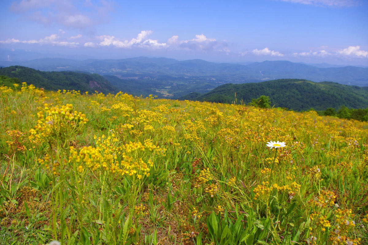 Bearwallow Mountain Trail Day Trip Hikes Near Asheville N C
