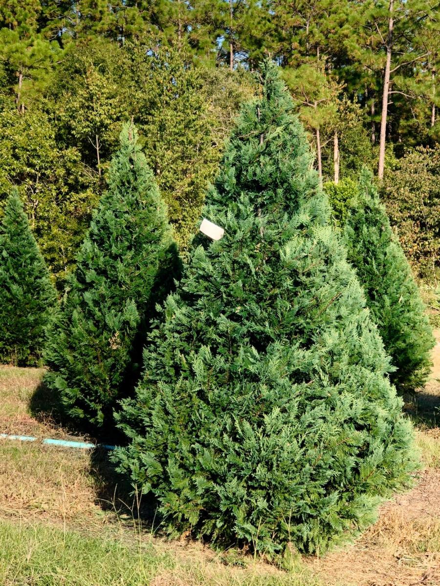 Christmas Tree Farms in Augusta