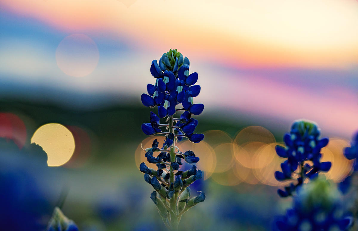 Where To See Bluebonnets Amp Wildflowers Near Austin Tx