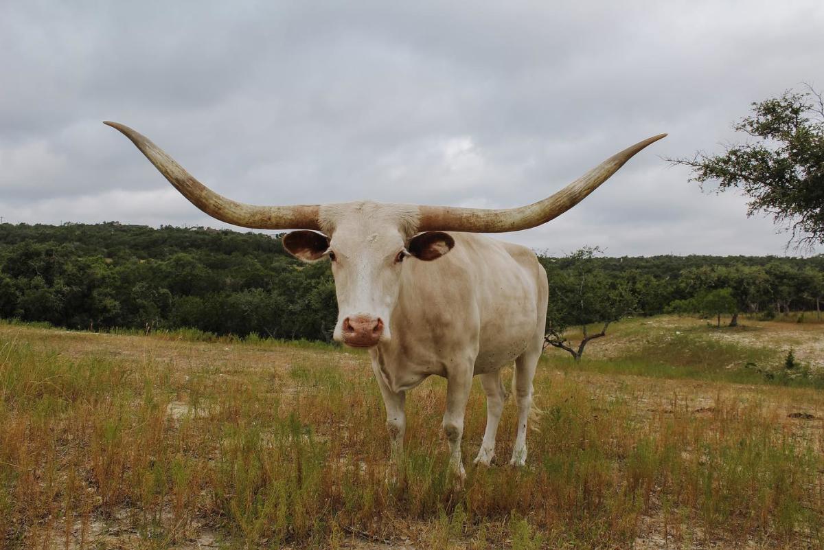 Where to See Longhorns in Austin Texas Wildlife Viewing