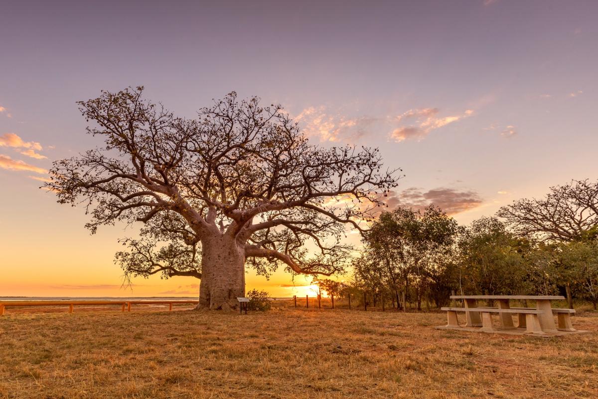 Beyond the Boabs - Derby 3 day itinerary | Australia's North West