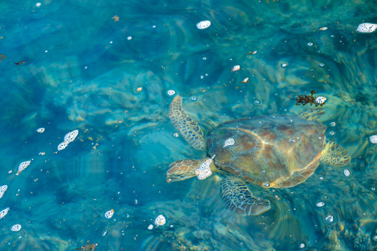 Turtle Nesting in Broome, the Kimberley & Pilbara: Oct - Mar