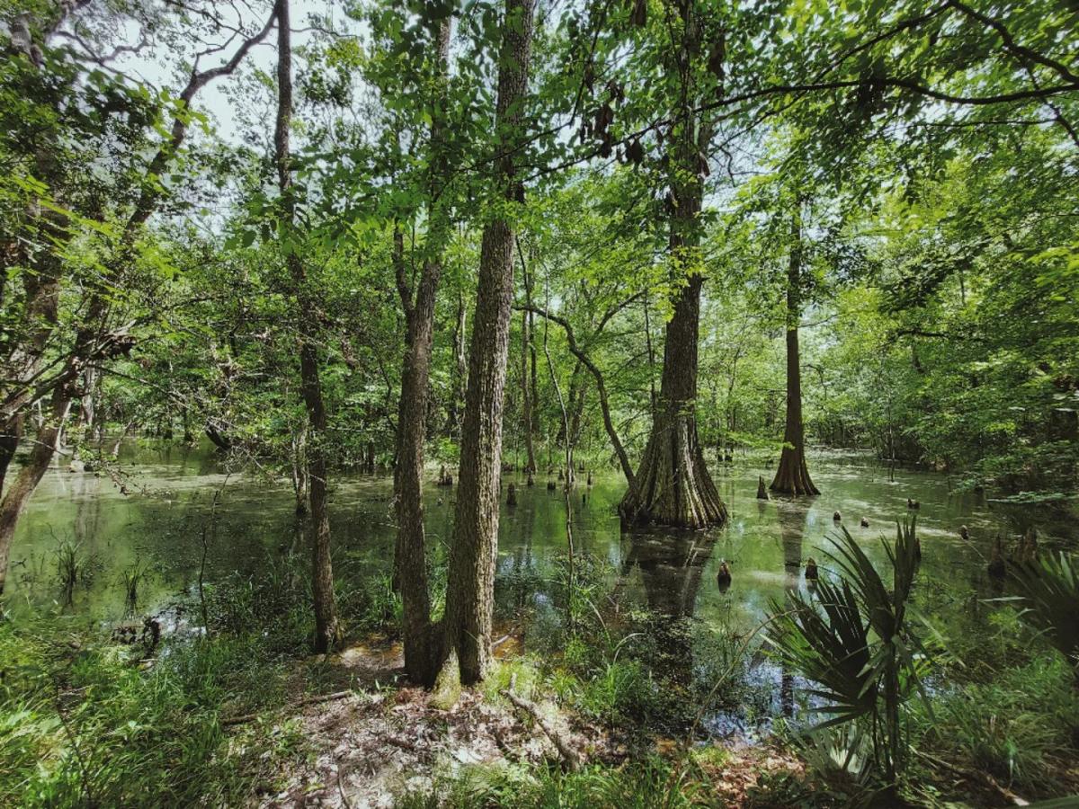 Find the Best Fishing Spots in Baton Rouge
