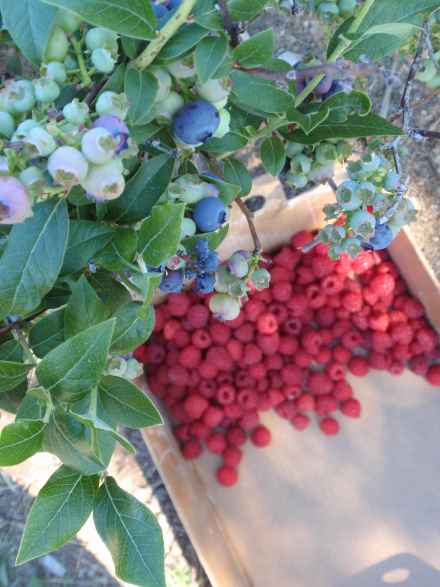 Berry Farm & Orchard Report Bayfield