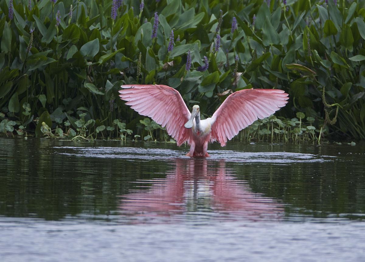 FeatherFest | A Birder’s Paradise in Southeast Texas
