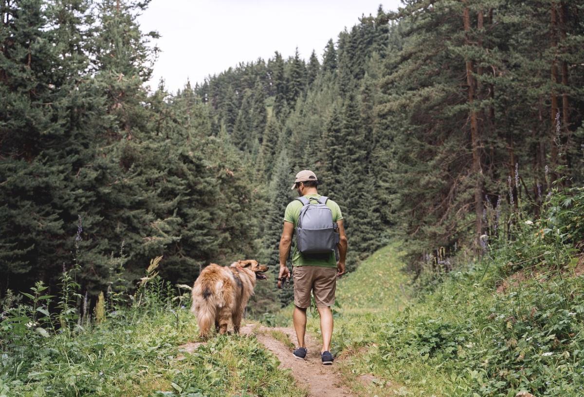 Local hikes with dogs shop