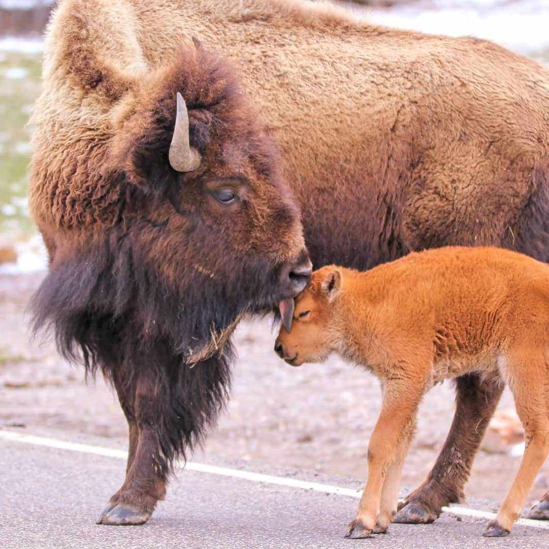 Come see the Wildlife of Big Sky, Montana