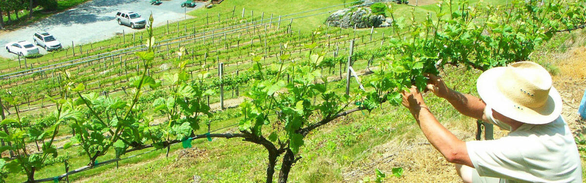 Boone Area Wineries Banner Elk Winery Grandfather Vineyard And