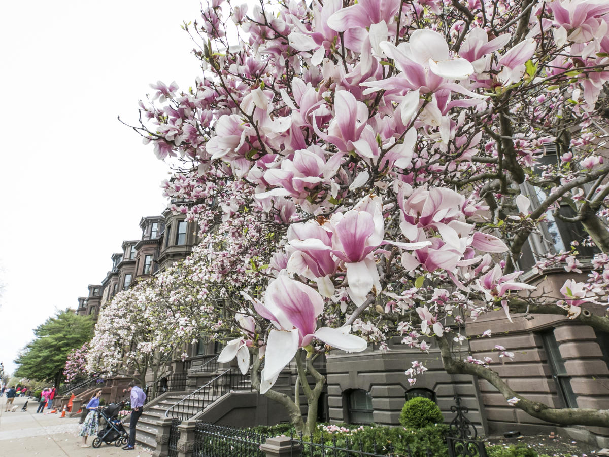 Spring in Boston, MA Events, Activities & Attractions