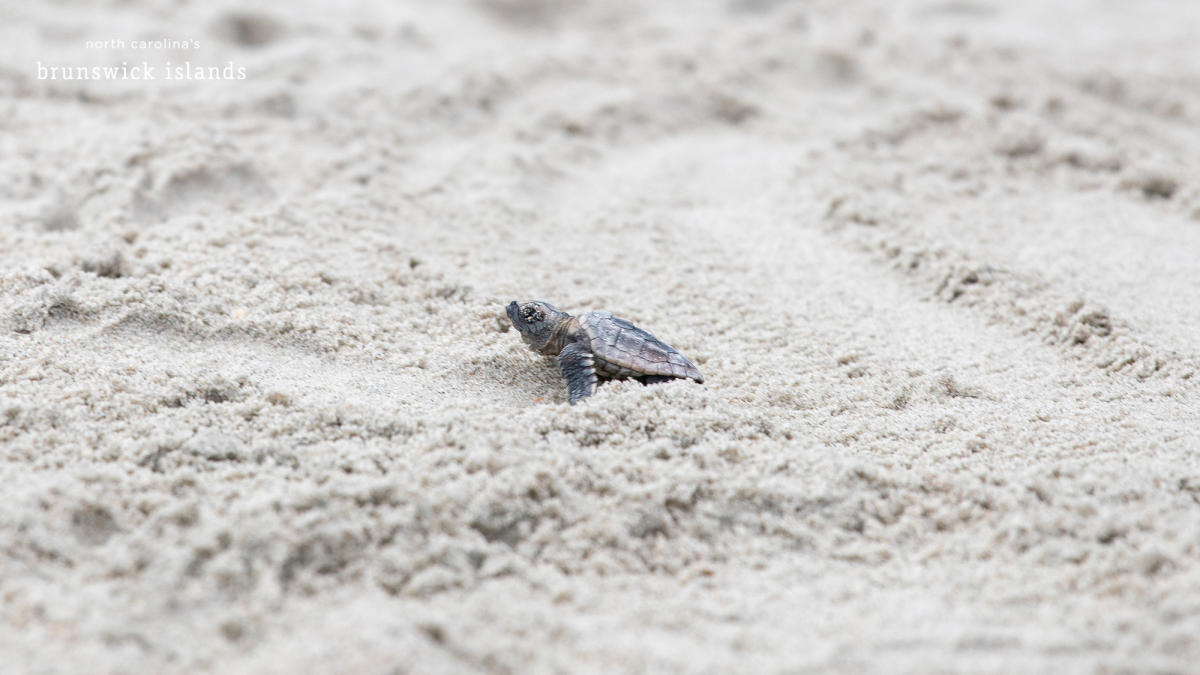 Summer is Sea Turtle Time in the Brunswick Islands
