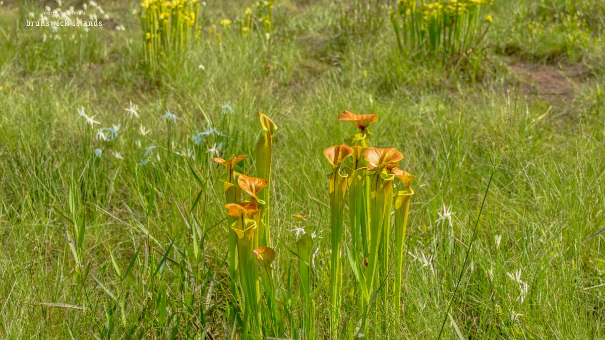 Where to See Flowers in NC's Brunswick Islands
