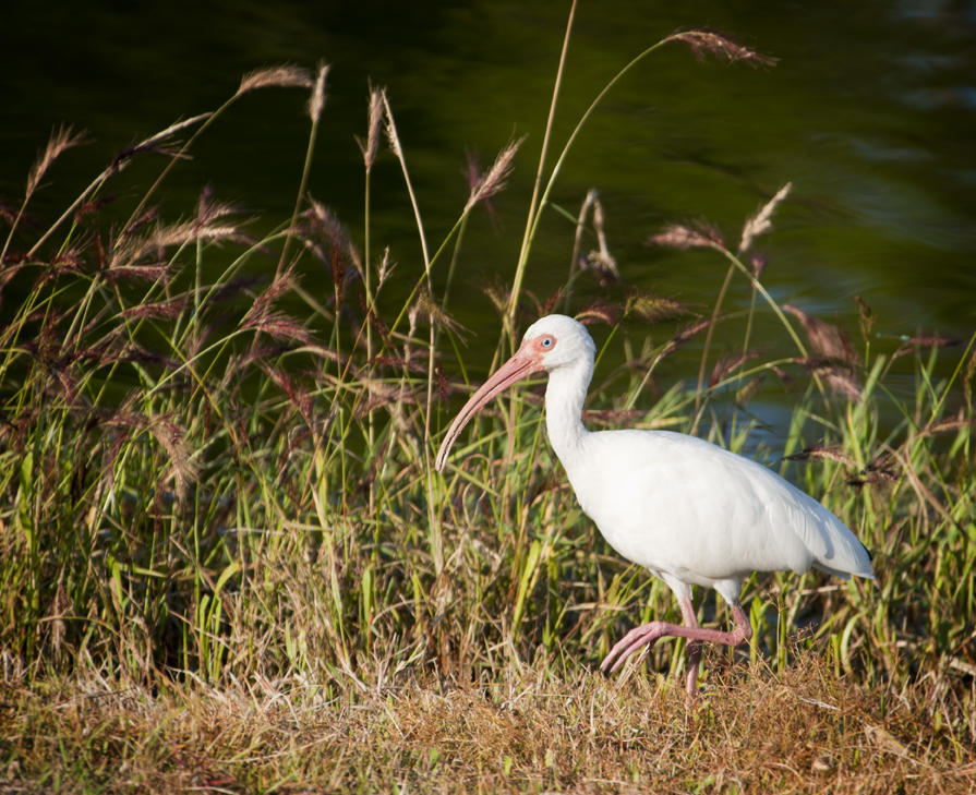 Tips For Birding In Nc S Brunswick Islands