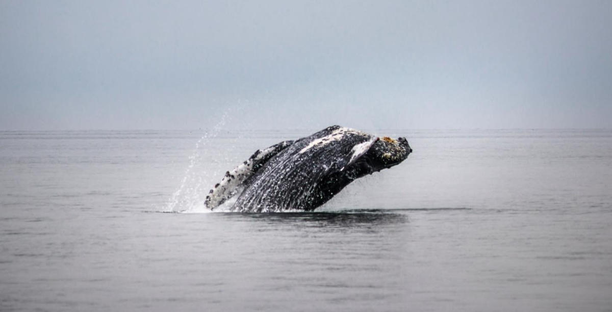 whale watching tours cannon beach