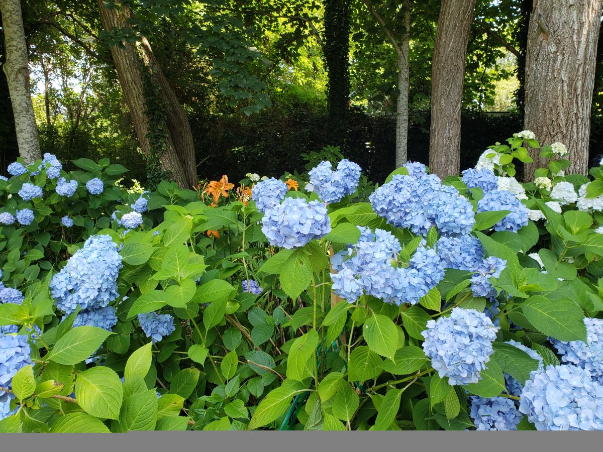 Guide to the 2022 Cape Cod's Hydrangea Fest Guide to Hydrangea Fest 2022