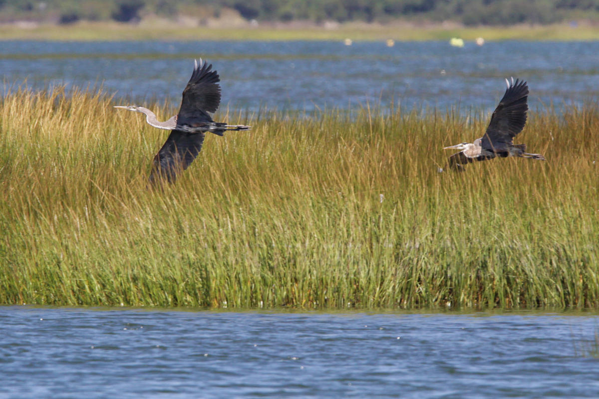 Cape may hot sale bird watching
