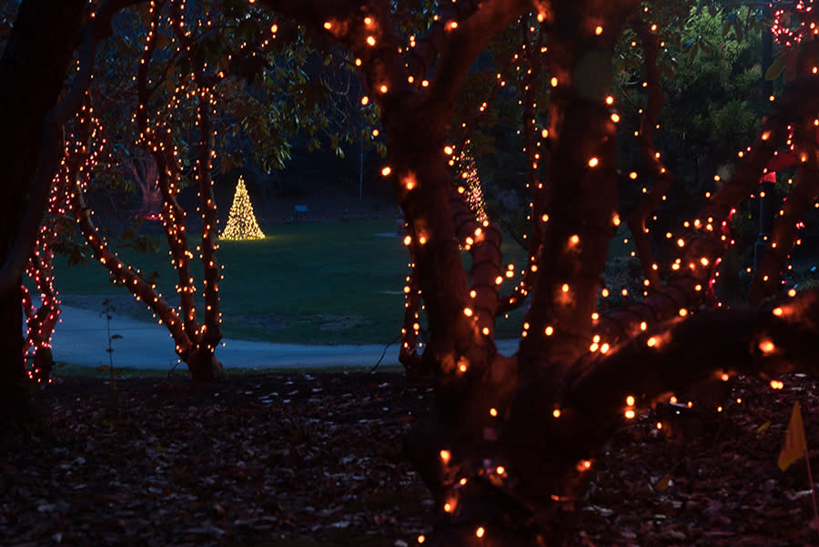 Sandwich Chamber Of Commerce Christmas Tree Lighting 2022 Light Up Your Holidays On Cape Cod