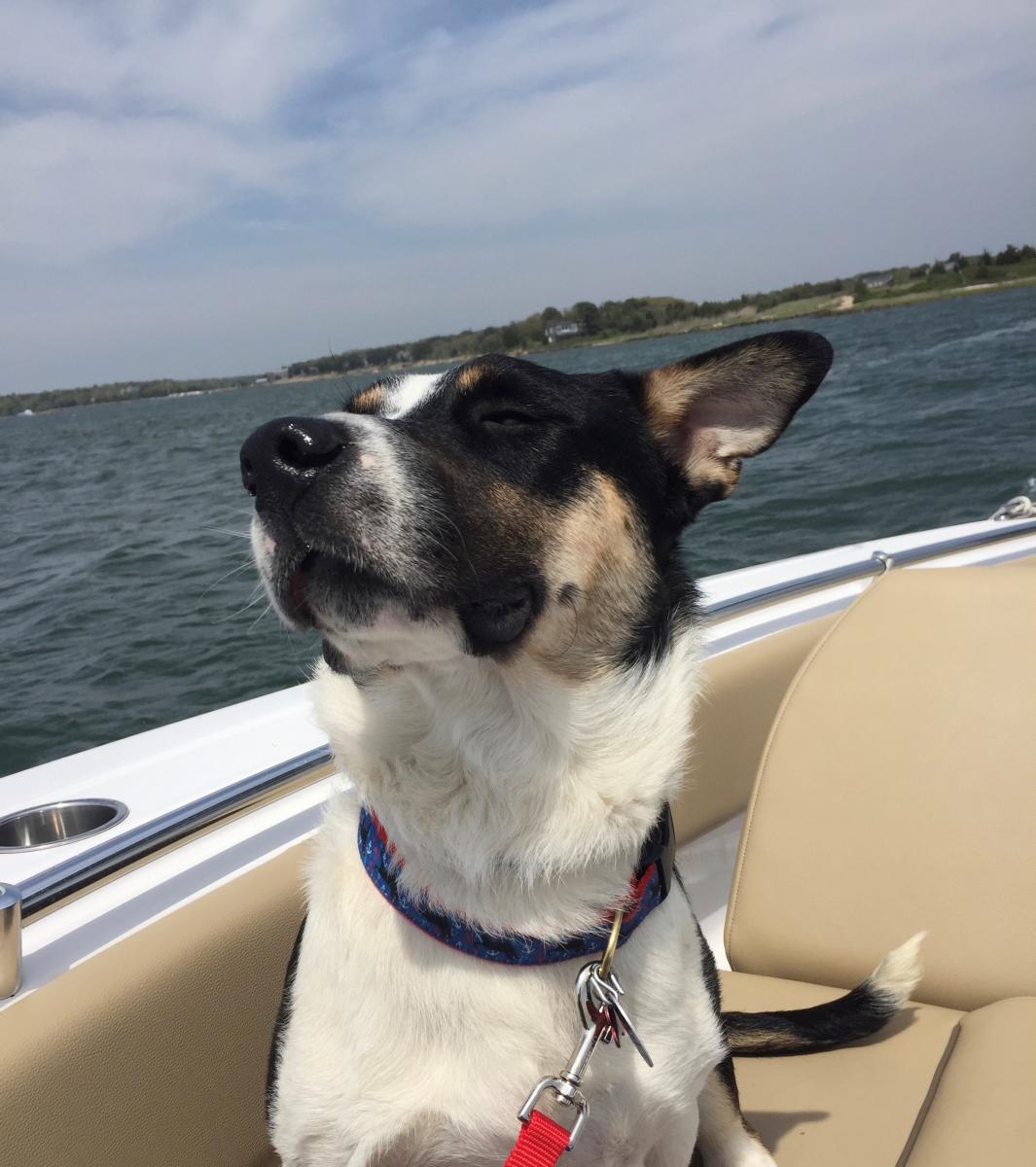 Pet Friendly Cape Cod, MA Local Dog Parks & Beaches