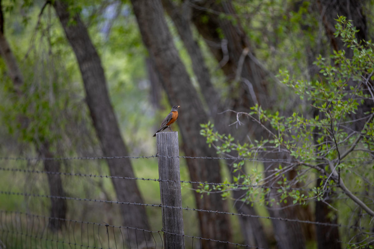 Can a Bird and Wildlife Watching Safari in Namibia Help Save Grasslands in  New York State? — Destination: Wildlife™