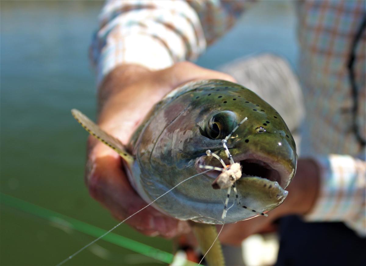 Hoping For Hoppers Fishing On Grey Reef In Casper Wyoming