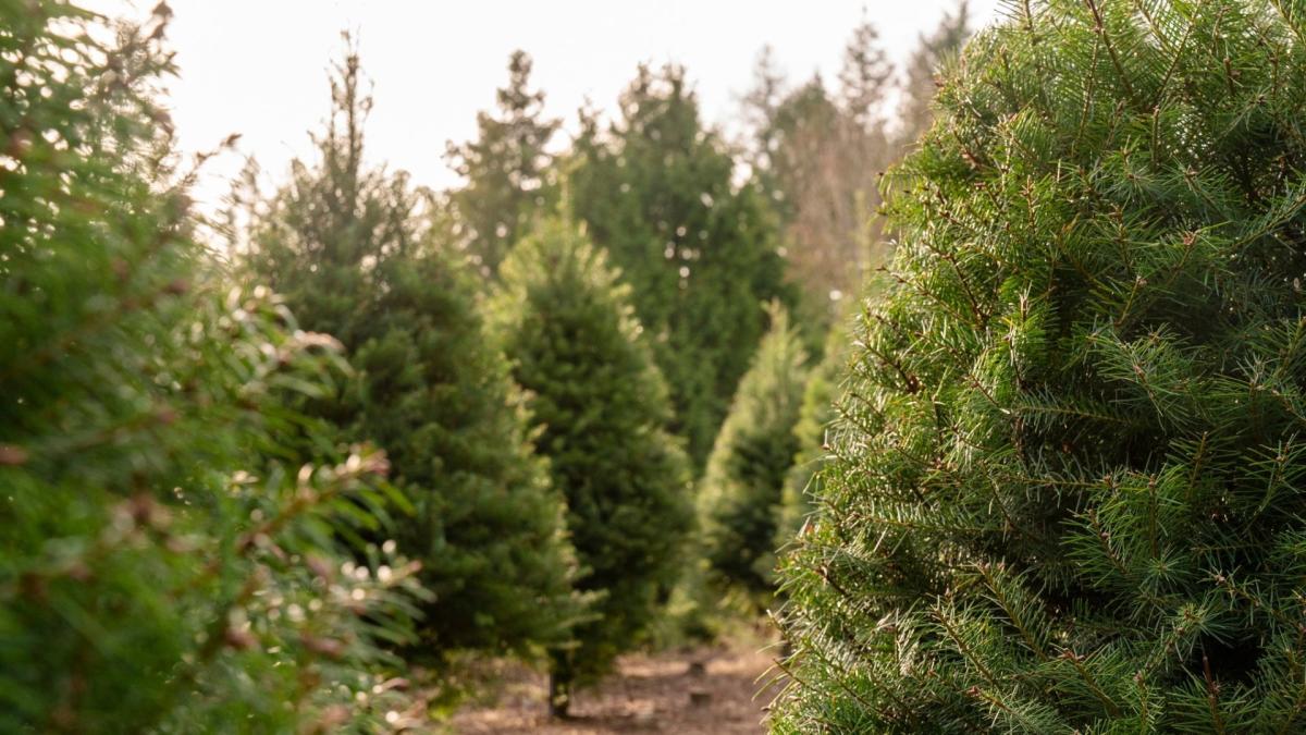 Christmas Tree Farms in Central MA