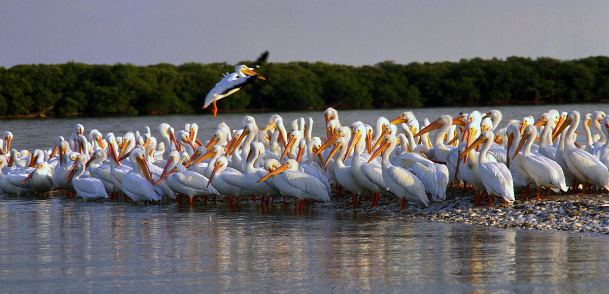Natural Wonders in Punta Gorda, Port Charlotte & Englewood FL