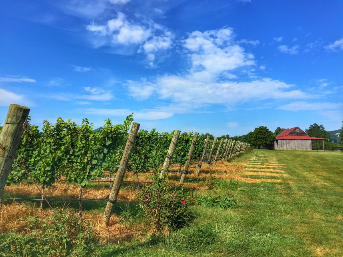 Charlottesville Vineyards, Breweries, Cideries & Orchards