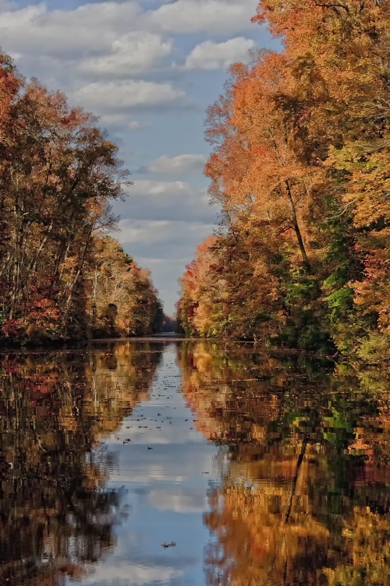 Fall Foliage in Chesapeake VA Autumn Colors & Hikes